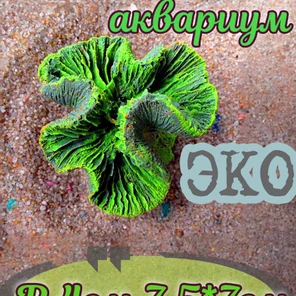 Коралл Симфилия мини