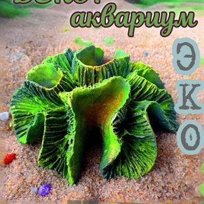 Коралл Симфиллия