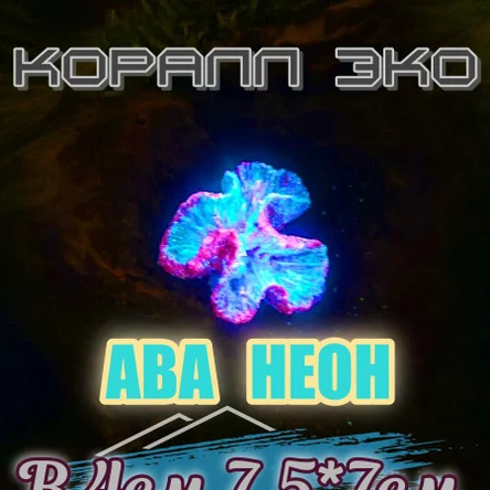Коралл Симфилия мини неон