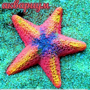 Звезда Морская