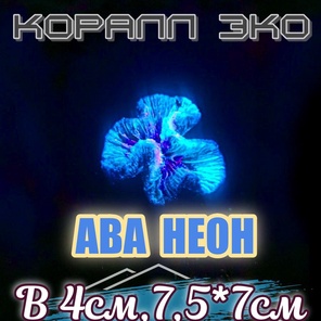 Коралл Симфилия мини неон