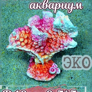 Коралл Горгония