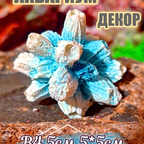 Коралл Балянус мини