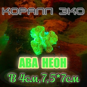 Коралл Симфилия мини неон