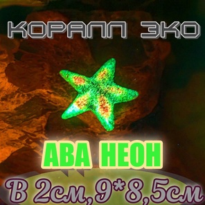 Звезда Морская неон