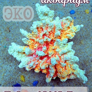 Коралл Агарицида