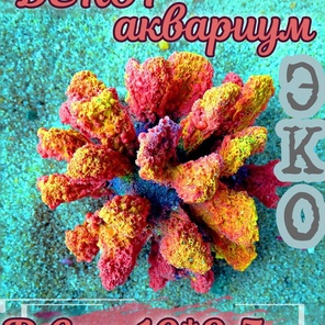 Коралл Монтипора мини