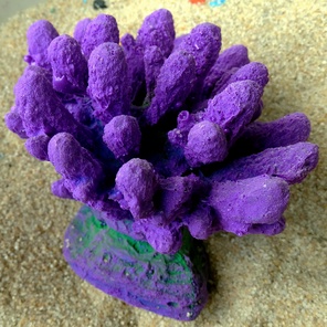 Коралл Монти