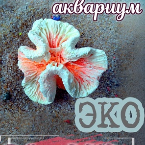 Коралл Симфилия мини