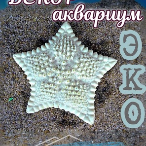 Звезда Печенька