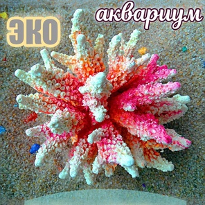 Коралл Агора