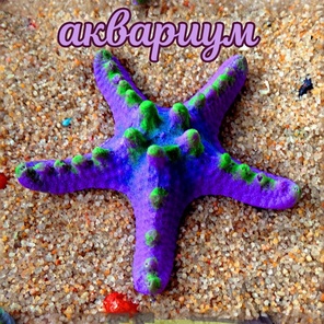 Звезда Мини