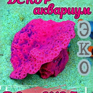 Коралл Чалис