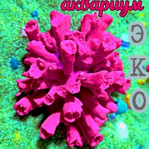 Коралл Клавулар