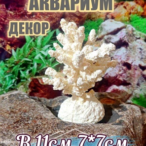 Коралл Моти