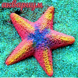 Звезда Морская