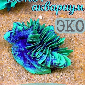 Коралл Гармошка