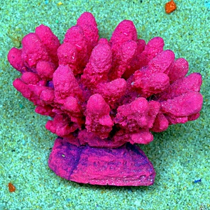 Коралл Монти