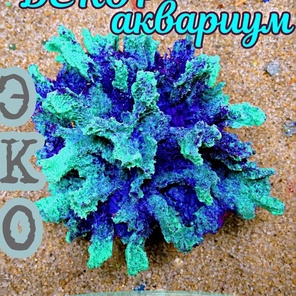 Коралл Монтастрея