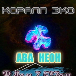 Коралл Симфилия мини неон