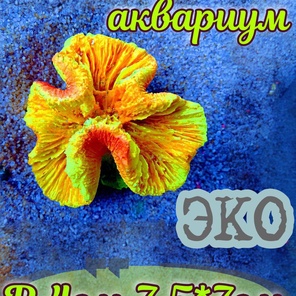 Коралл Симфилия мини