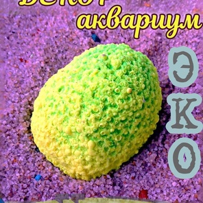 Коралл Мозговик