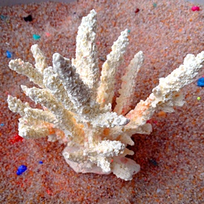 Коралл Римера