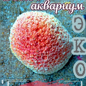 Коралл Мозговик