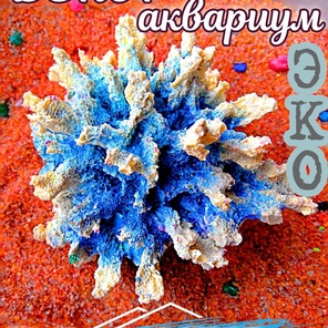 Коралл Монтастрея