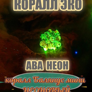 Коралл Балянус мини неон