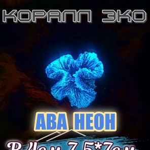 Коралл Симфилия мини неон