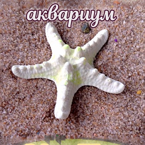 Звезда мини