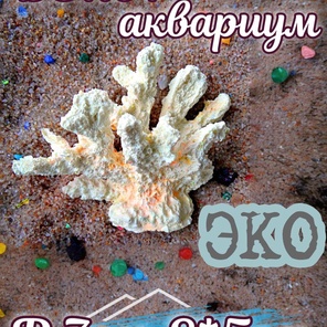 Коралл Кора