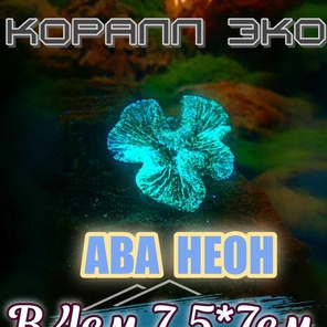 Коралл Симфилия мини неон