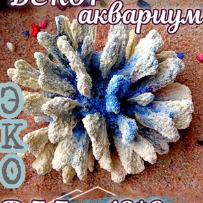 Коралл Монтипора