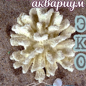 Коралл Монтипора