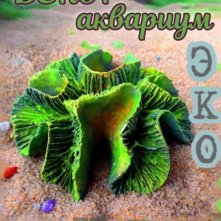 Коралл Симфиллия