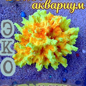 Коралл Монтастрея