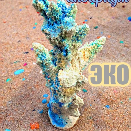 Коралл Робус