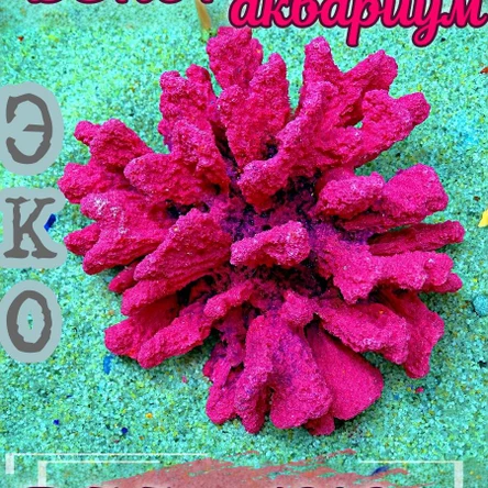 Коралл Монтипора