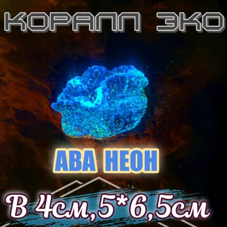 Коралл Остеопора неон