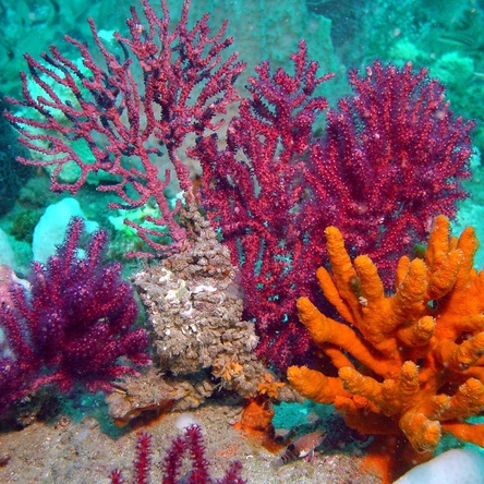 Кораллы Макси