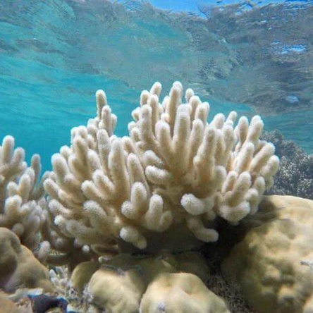 Кораллы миди