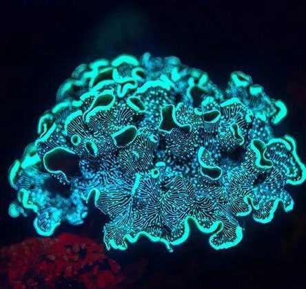 Кораллы НЕОН