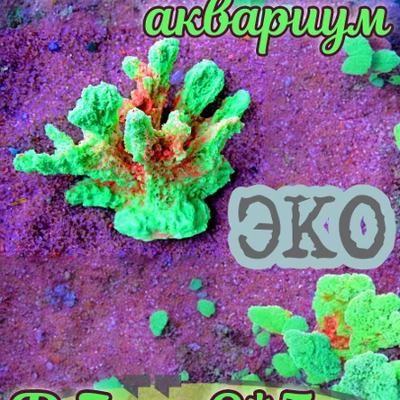 Коралл Кора