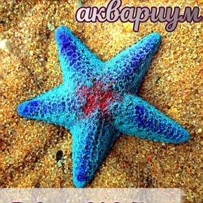 Звезда Морская