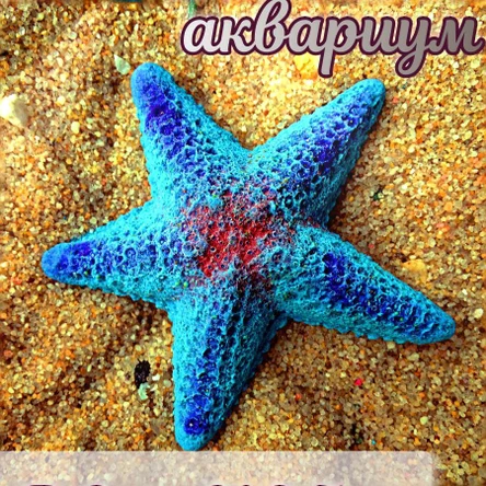 Звезда Морская