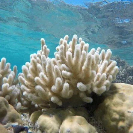 Кораллы миди