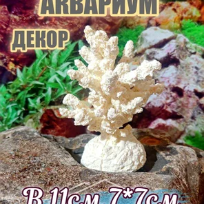 Коралл Моти