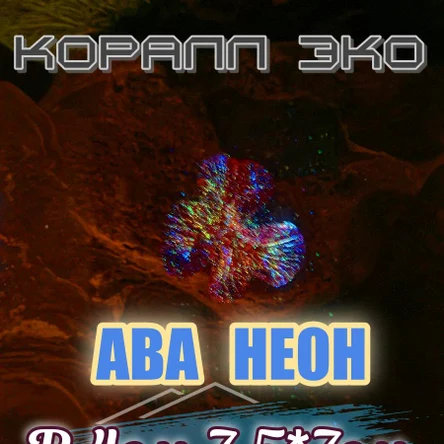 Коралл Симфилия мини неон